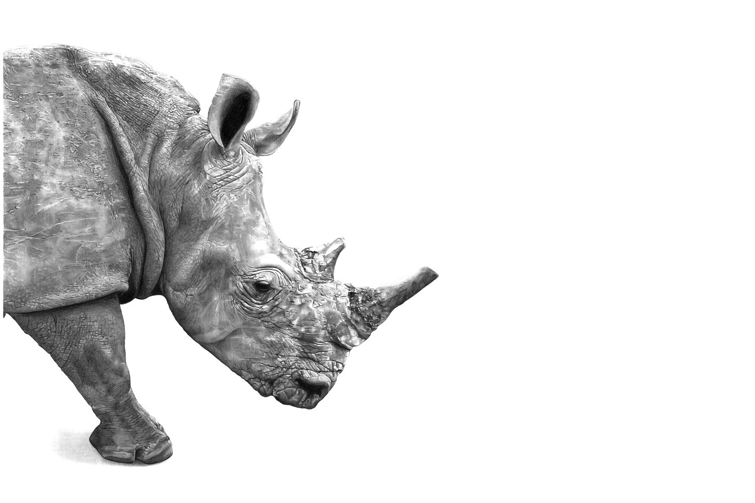Bandia, rhinocéros, dessin aux crayons graphite
